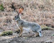 Hare, Cape (V2)