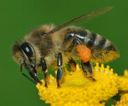 Honeybee.jpg