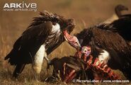 Lappet-faced-vultures-feeding-on-a-carcass