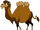 Milo the Wild Bactrian Camel