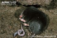 European Mole as Eastern Mole