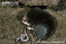 Mole.jpg