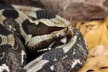 Rhinoceros-Viper-web.jpg