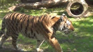 Seneca Park Zoo Tiger.png (988 KB)