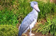 Shoebill as Photographer