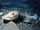 Blackfin Icefish