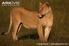 African Lioness