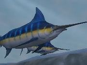 Atlantic-blue-marlin-zootycoon2018