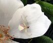 Goldenrod Crab Spider