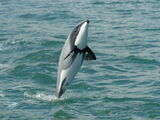 Hector's Dolphin