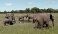 HugoSafari - Elephant13.jpg (68 KB)