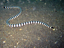 Laticauda colubrina Lembeh2.jpg