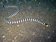 Banded Sea Krait