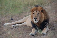 Masai Lion as Tyrannosaurus