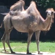Milwaukee County Zoo Camel