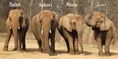 Nashville Zoo Elephants.png (2.77 MB)