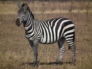 Plains Zebra (V3)