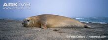 Southern-elephant-seal-on-beach.jpg