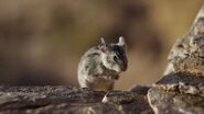 Striped Grass Mouse