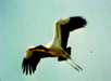 Water Birds Wood Stork