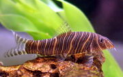 Zebra Loach.jpg