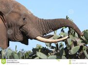 African-elephant-eating-cactus-17429806