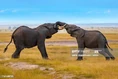 African Elephants Sparring.jpg (34 KB)