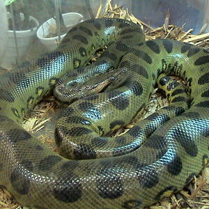Green Anaconda The Parody Wiki Fandom