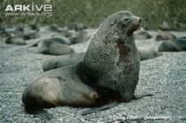 Antarctic fur seal.jpg