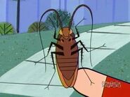 Cockroach, American (The Powerpuff Girls)