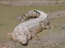 Crocodile, Saltwater.jpg