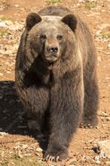 ursul brun Eurasiatic