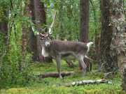 Finnish Forest Reindeer