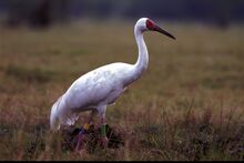 Grus leucogeranus.jpg