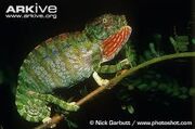 Labord's chameleon.jpg