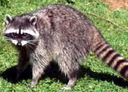 North American Raccoon as Bageera