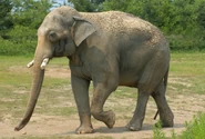 Photo-detail-asia-asian-elephants-3.jpg (361 KB) Asian Elephant