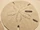 Sand Dollar