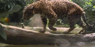 Singapore Zoo Jaguar.png (1.86 MB) Jaguar