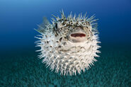 Long-Finned Porcupinefish as Bloat