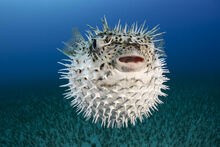 Spotted-porcupinefish-iii-dave-fleetham.jpg