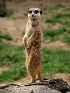 Southern Meerkat as Stefano