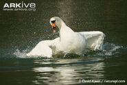 Swan, Mute