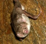 Vampire Bat.jpg