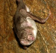 Common Vampire Bat as Grizz