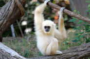 White-Handed Gibbon Infant