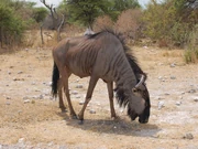 playmobil wildebeest