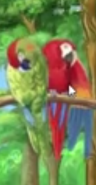 ABC Mouse Macaws