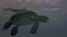 Archelon.jpg