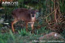 Blue Duiker.jpg